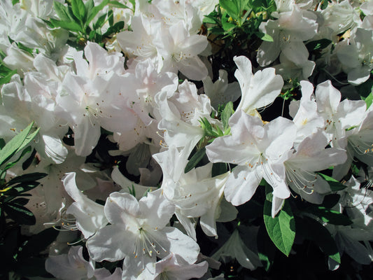 A Snow Flower