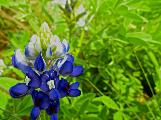Blue Bonnet