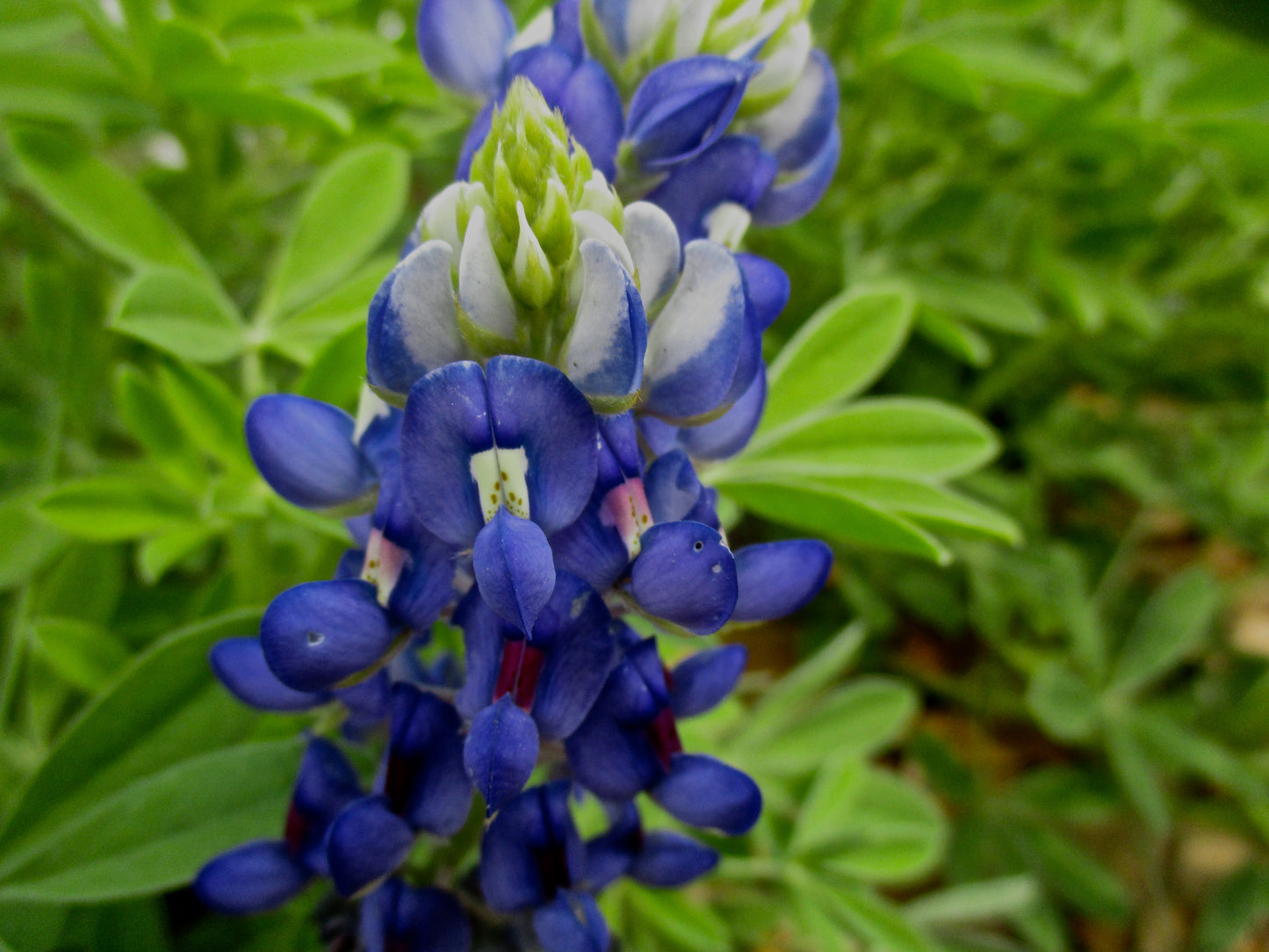 Blues