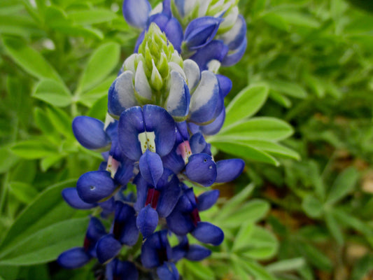 Blues