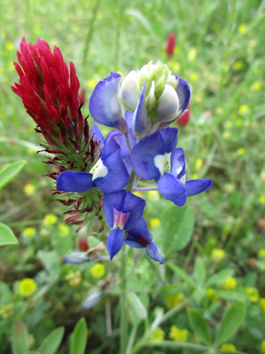 Flowers in the Forest