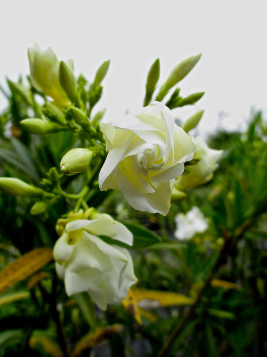 Growing Flowers
