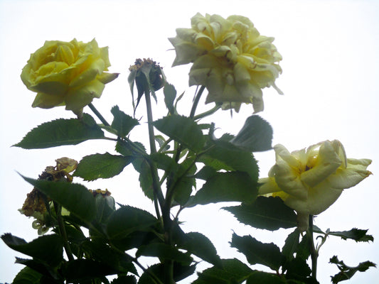 Rose Flower