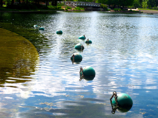 The Duck Pond