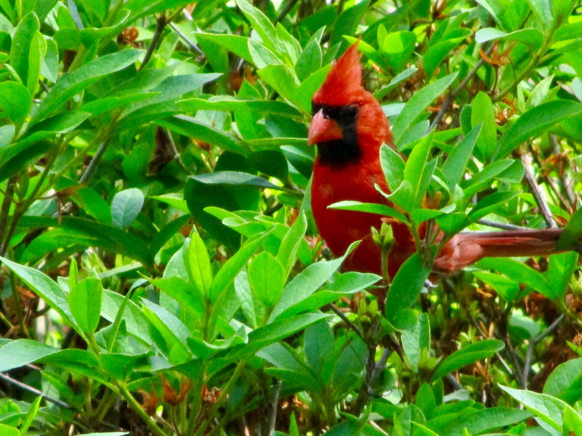 Photograph of Birds