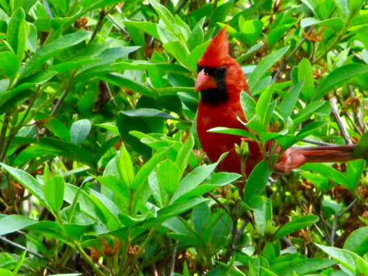 Photograph of Birds