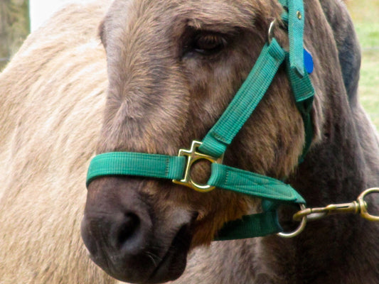 A Horse Looking at Me Photography by Gabrielle Howard