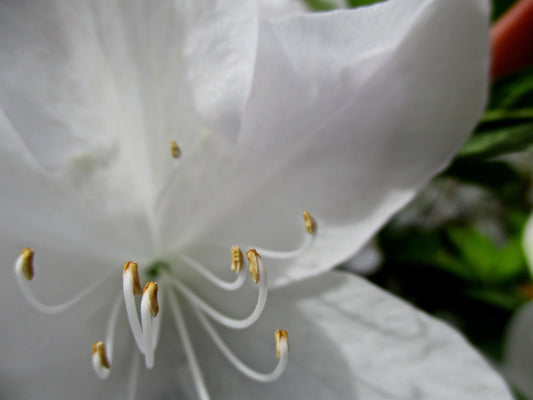 Flying Petals Photography by Gabrielle Howard