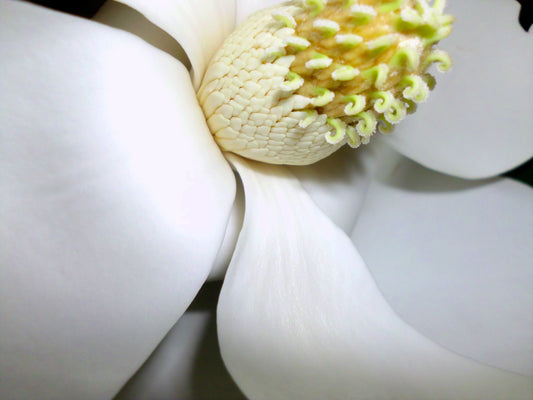 The Opening of the White Dove Photography by Gabrielle Howard