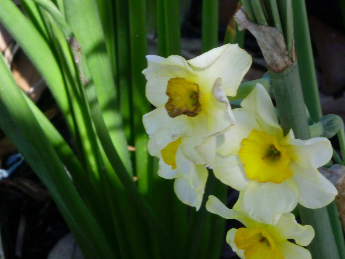Daffodil Photography by Gabrielle Howard