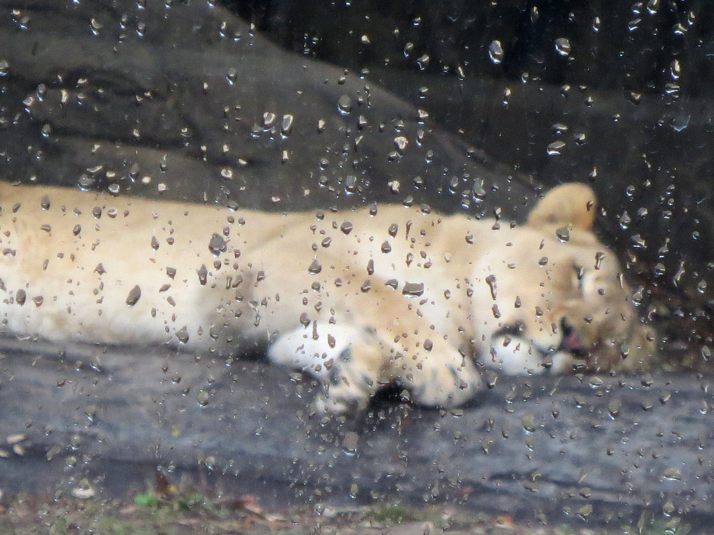 Sleeping Lion Photography by Gabrielle Howard