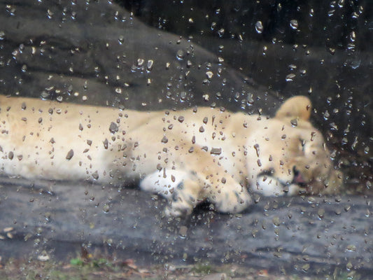 Sleeping Lion Photography by Gabrielle Howard