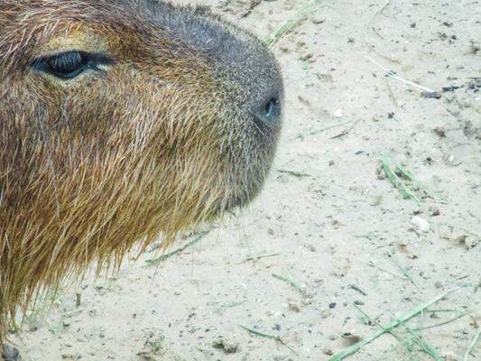 A Hairy Nose Photography by Halley Turner