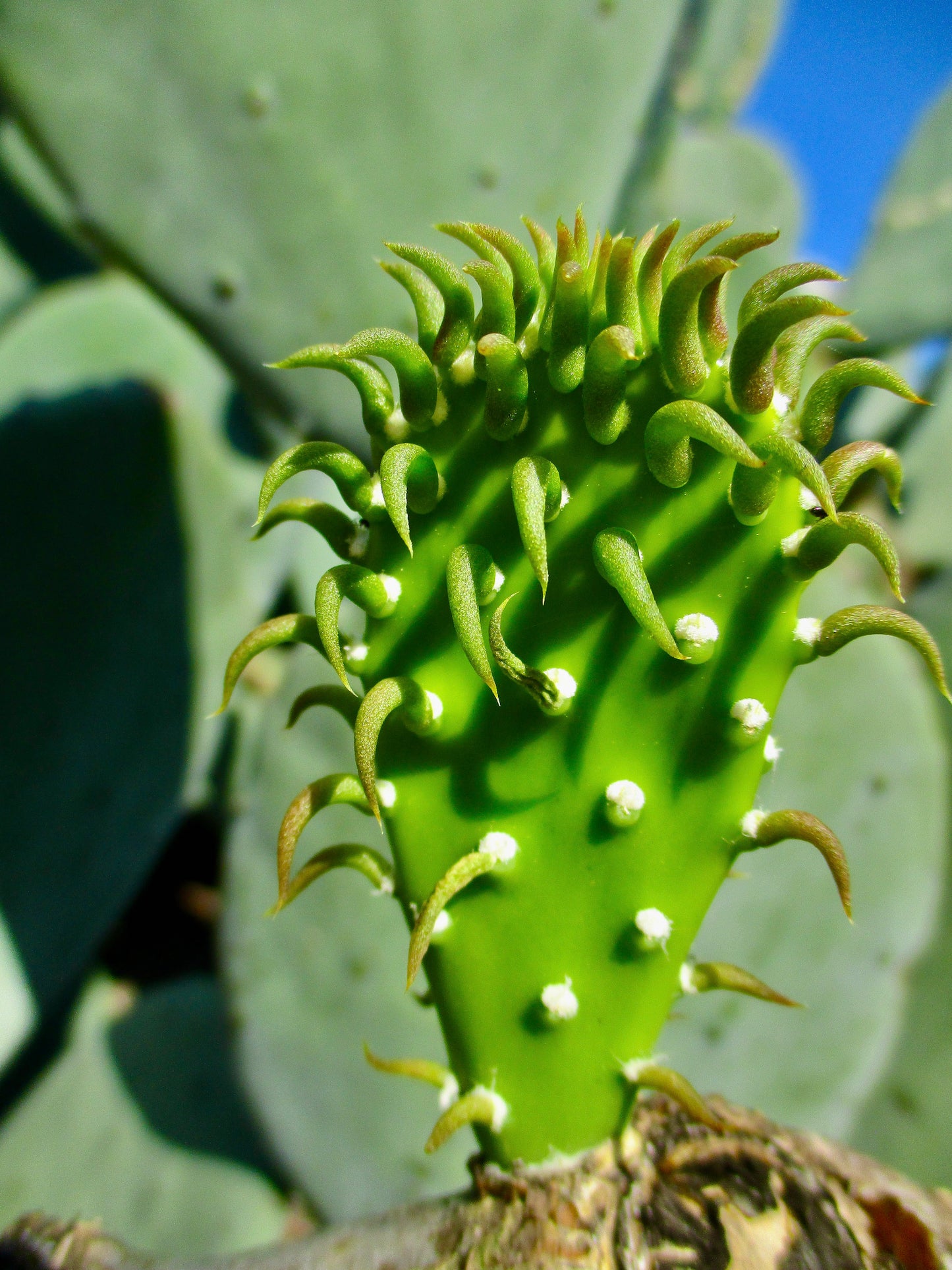 This is a photo of a baby cactus with larger cacti in the background