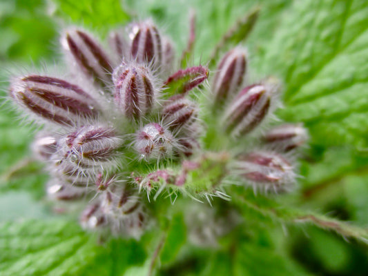 Photograph of Buds