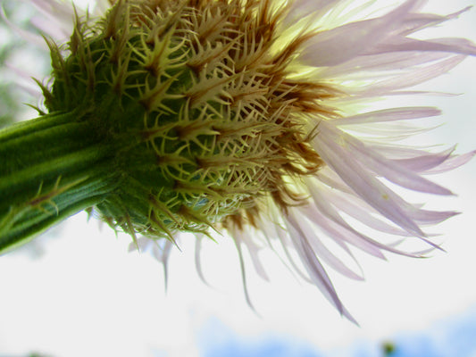 photograph of flower frome below fading into sky