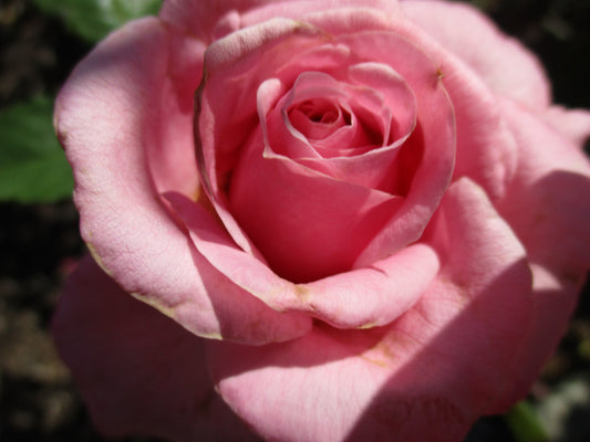 Pink Flower Photography by Halley Turner