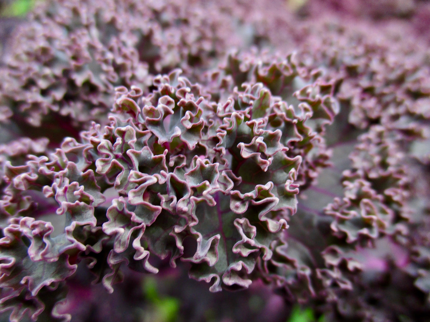 Photograph of Ruffles