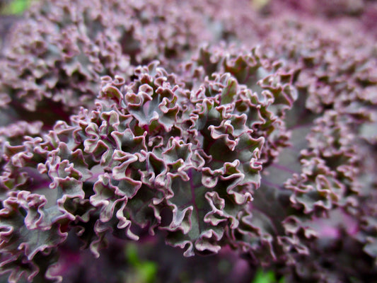 Photograph of Ruffles