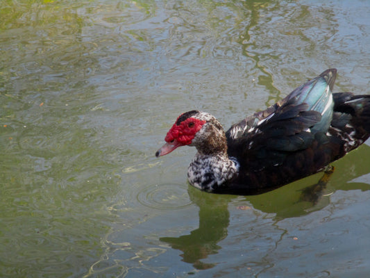 Duck