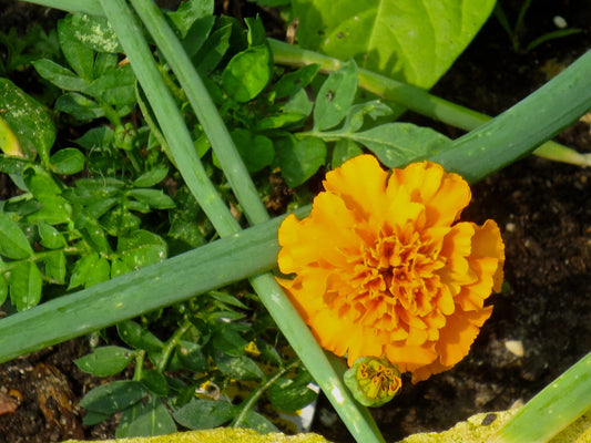 Overpass Flower