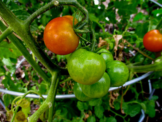 Ripen Fruit