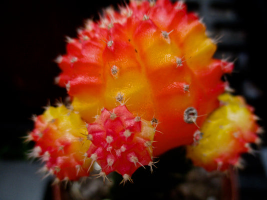 Succulent
