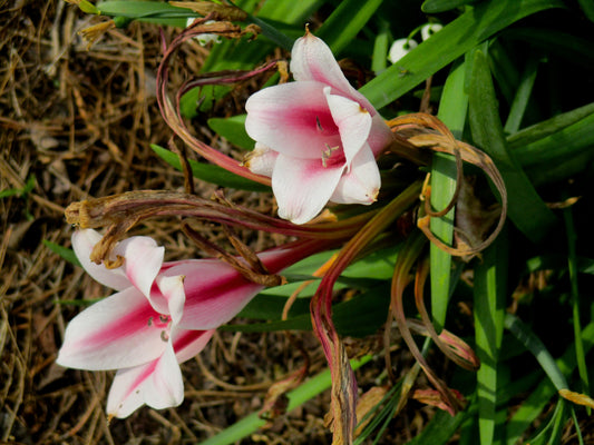 Wrapped Flowers