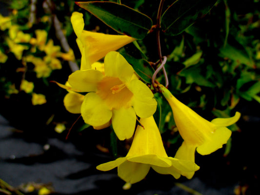 Yellow Flowers