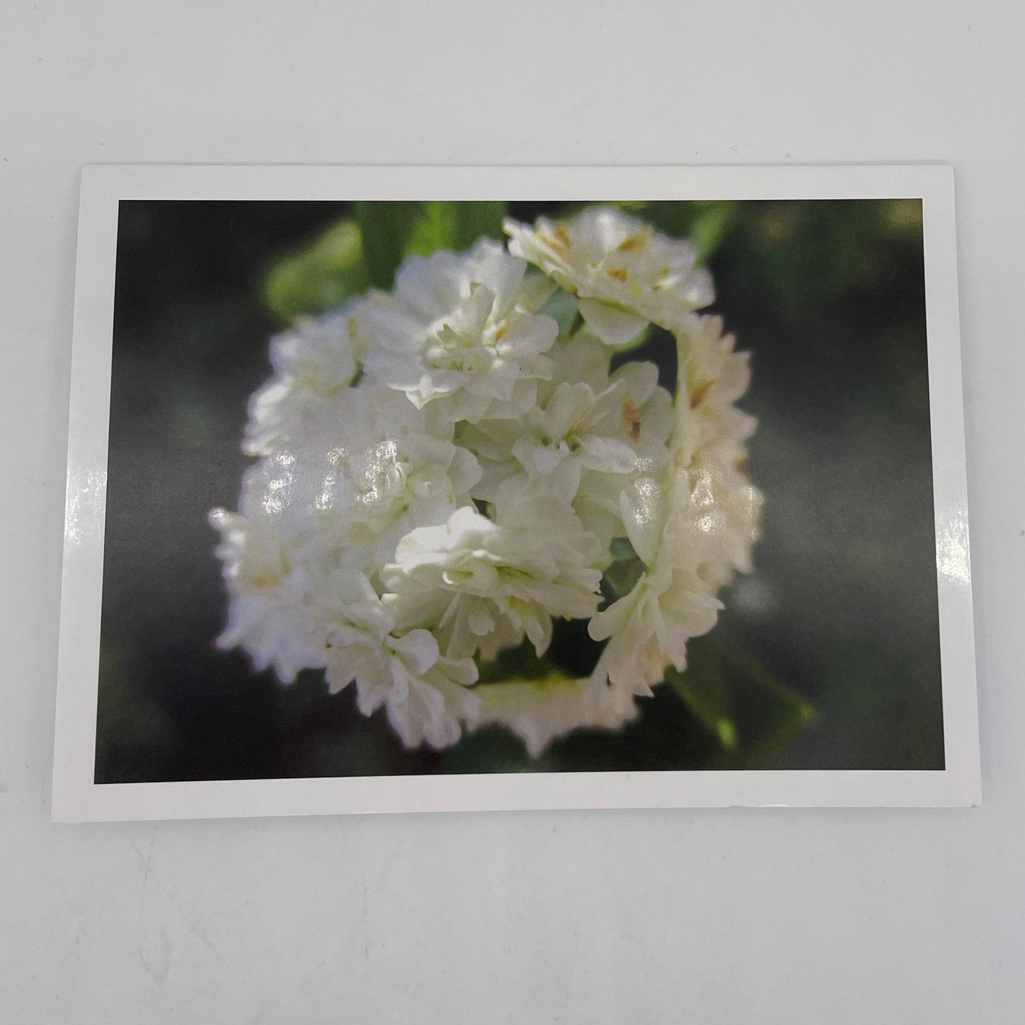 Botanical variety pack Graphic Cards