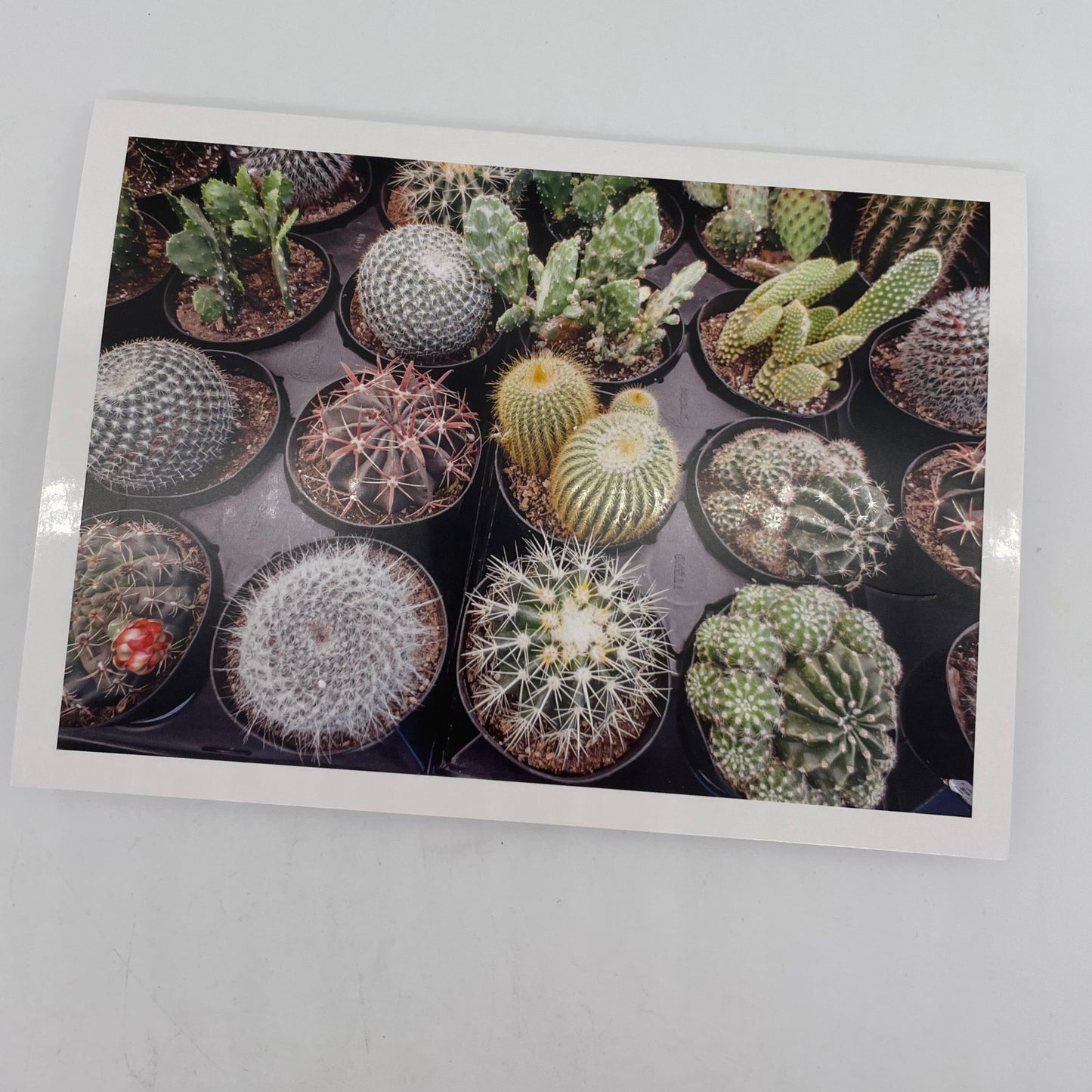 Botanical variety pack Graphic Cards