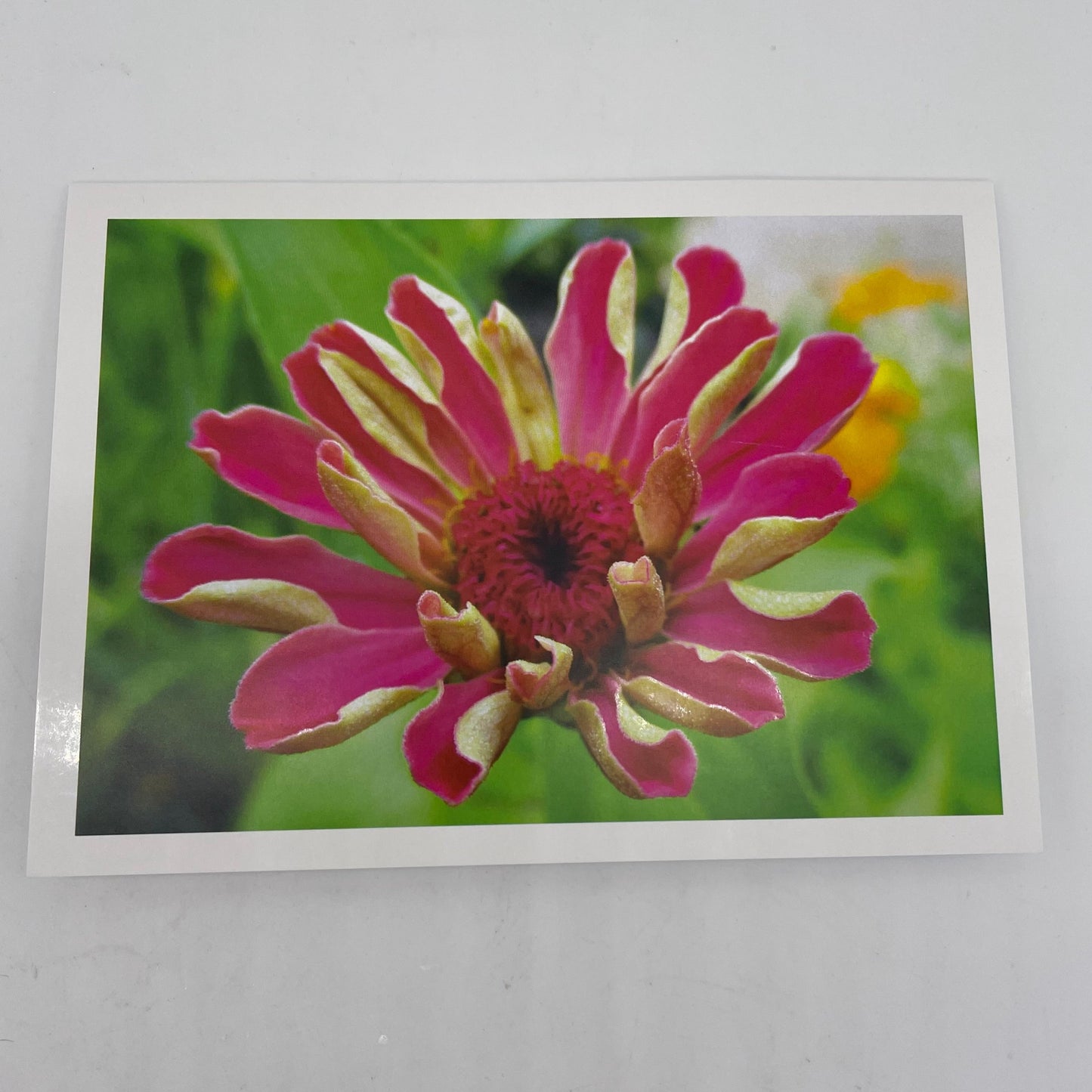 Botanical variety pack Graphic Cards