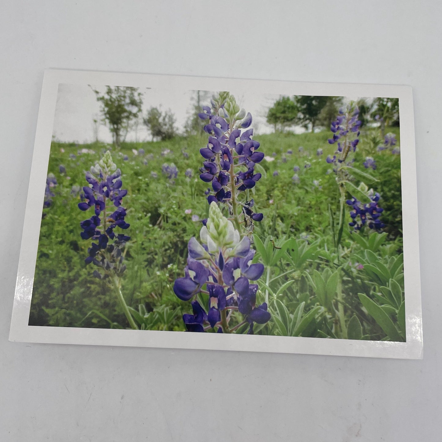 Botanical variety pack Graphic Cards