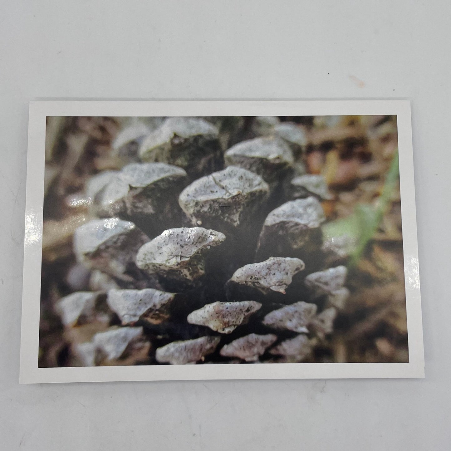 Botanical variety pack Graphic Cards