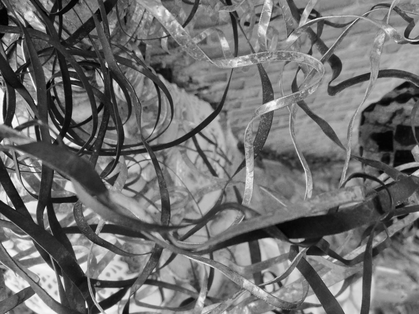 black and white photograph of curlly metal