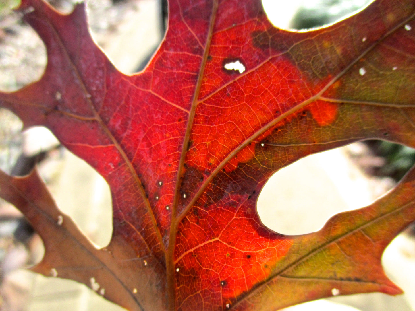 Veins of Leaves Photography by Ian Spindler