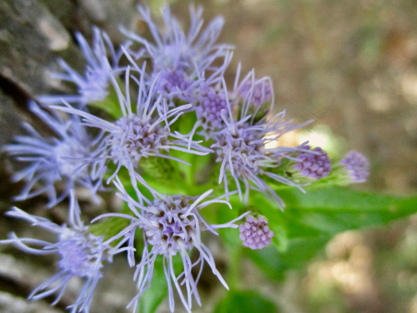 Photograph of A Purple Flower