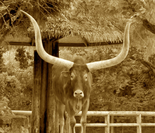 sepia photograph of longhorn