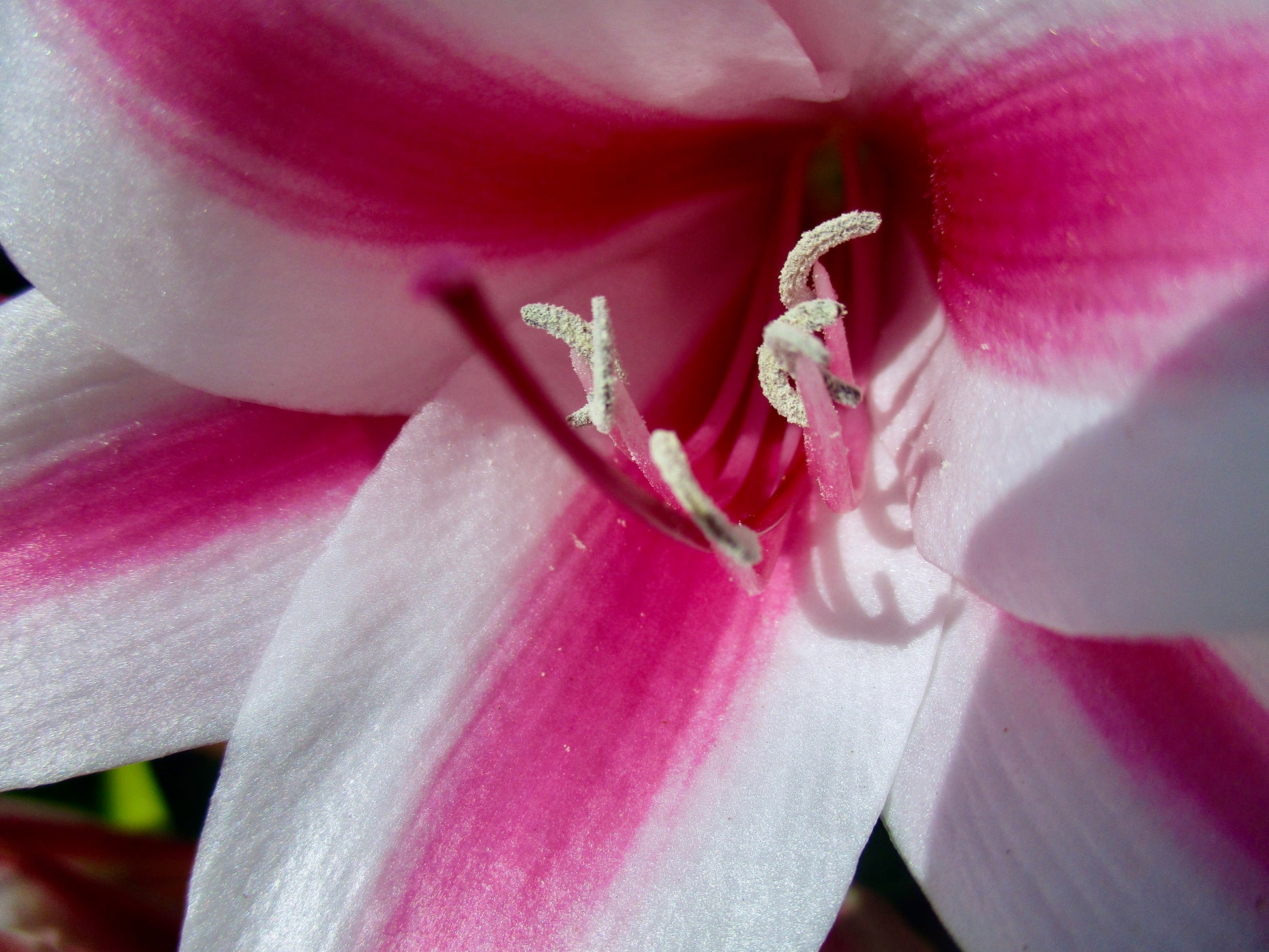Photograph of Flower
