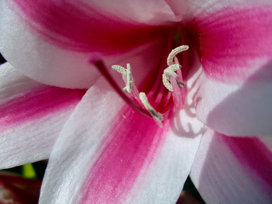Photograph of Flower