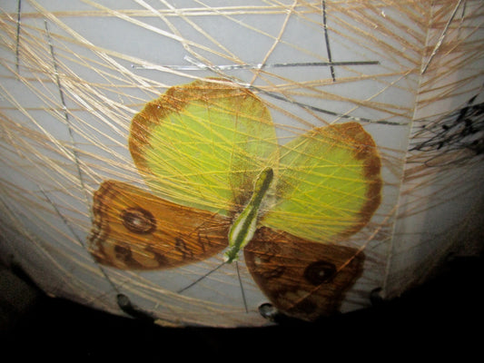 Butterfly Under Lines Photography by Jeffrey Markman
