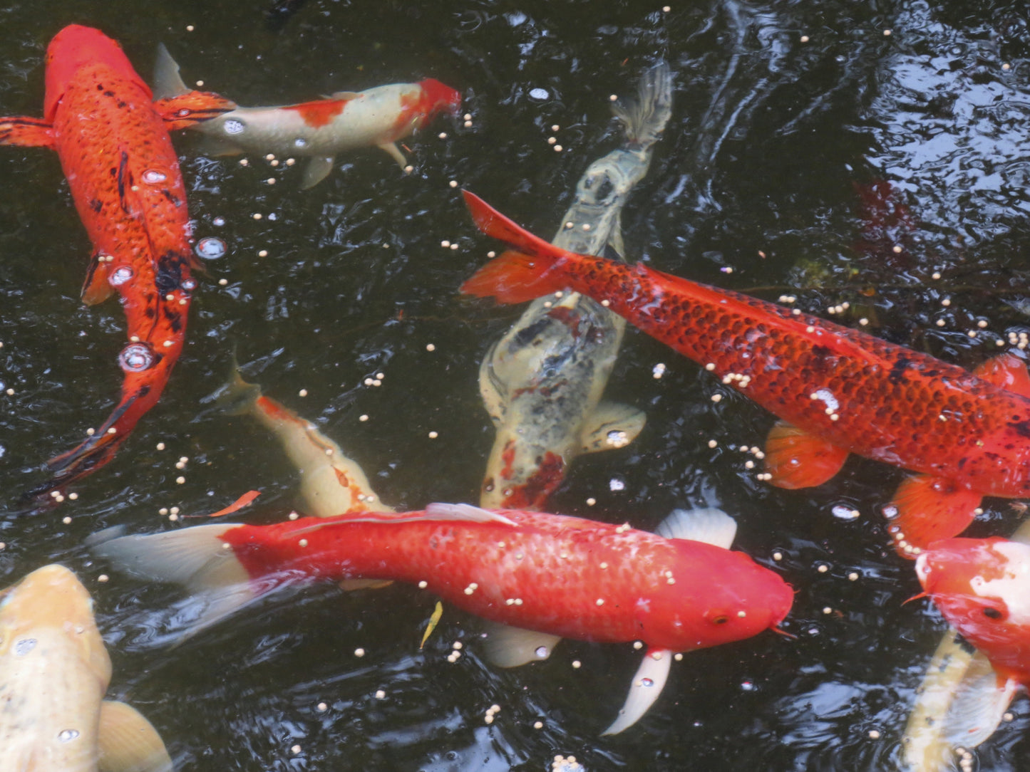 Fish Photography by Linda Lopen