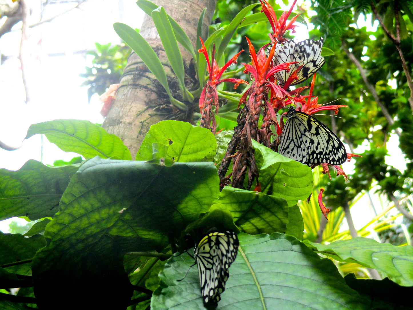 Butterfly Flower Photography by Maggie Merrill
