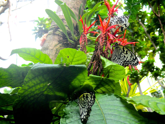 Butterfly Flower Photography by Maggie Merrill