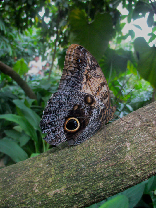 Butterfly 3 Photography by Maggie Merrill