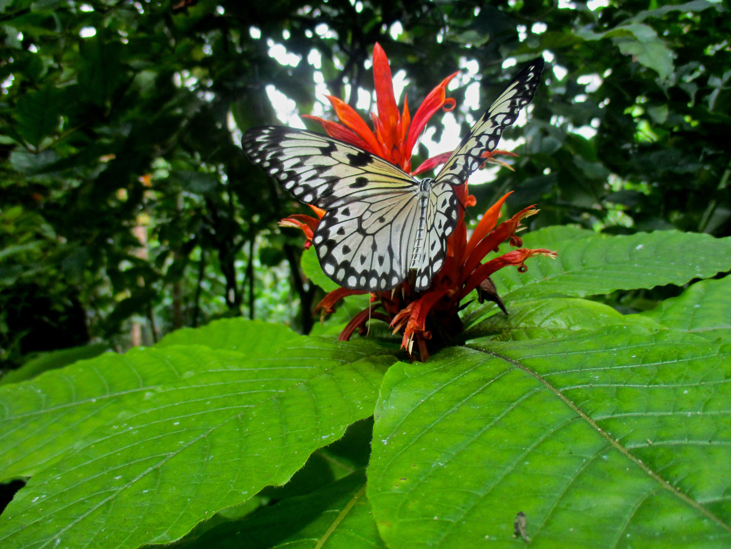 Butterfly 4 Photography by Maggie Merrill