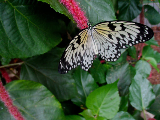 Butterfly 1 Photography by Maggie Merrill