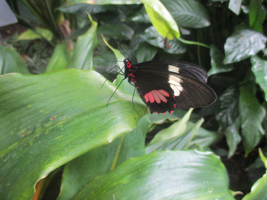 Butterfly 2 Photography by Maggie Merrill