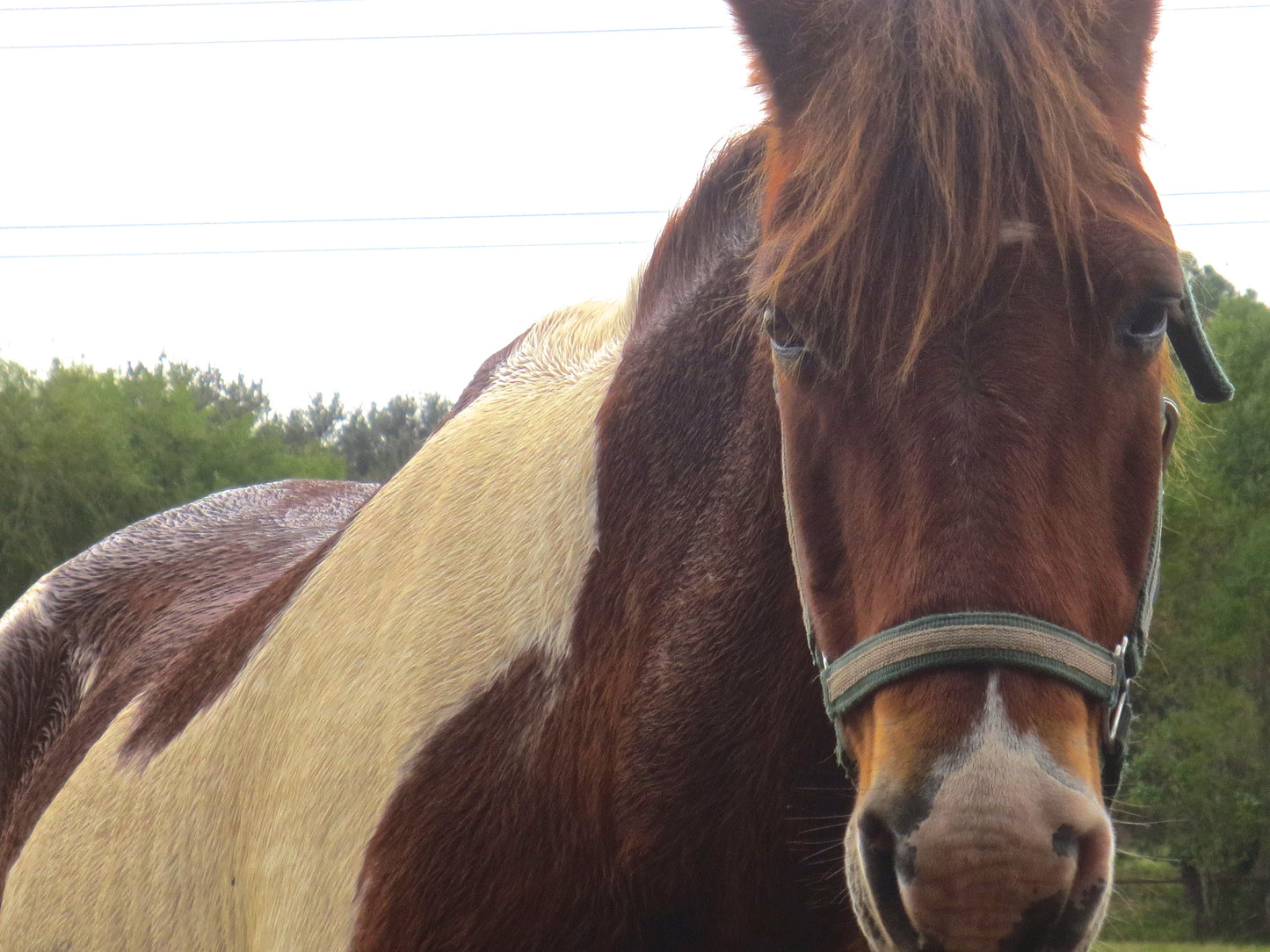Riding Horses Photography by Melissa Shapiro