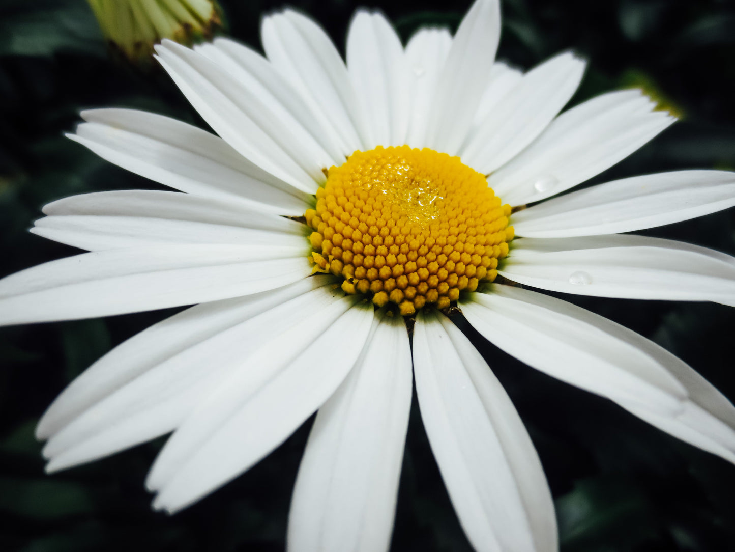 Spreading Love Photography by Melissa Shapiro